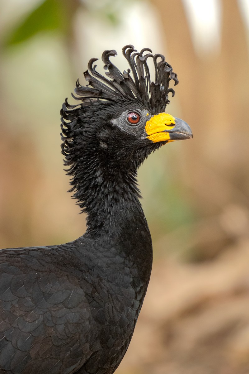 Bare-faced Curassow - ML486527361