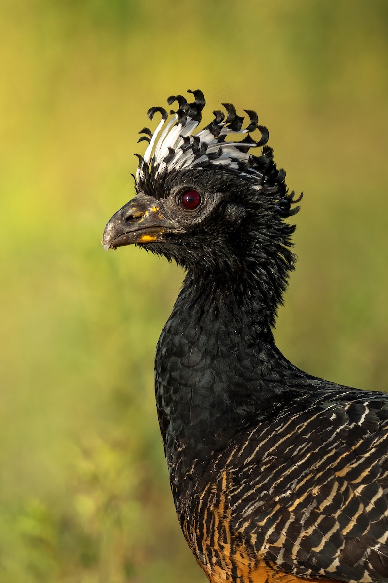 Bare-faced Curassow - ML486527371