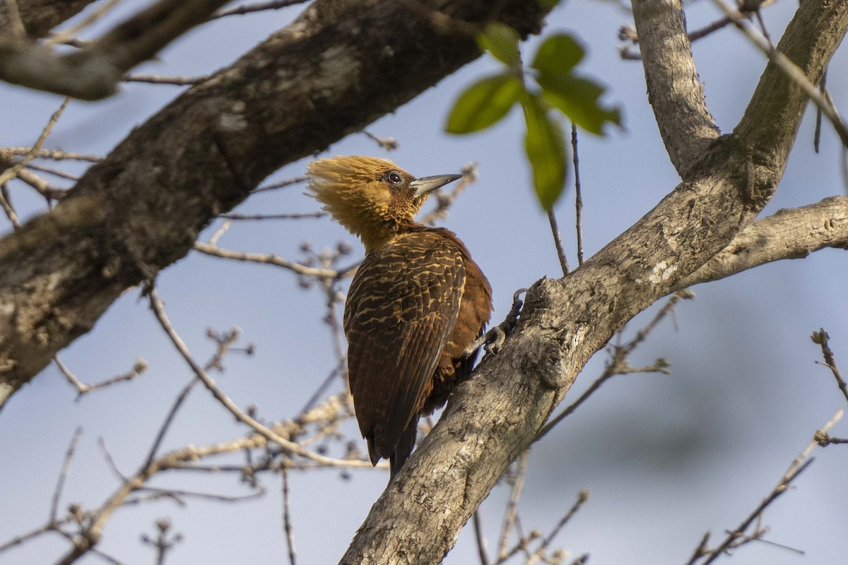 Pale-crested Woodpecker - ML486528521
