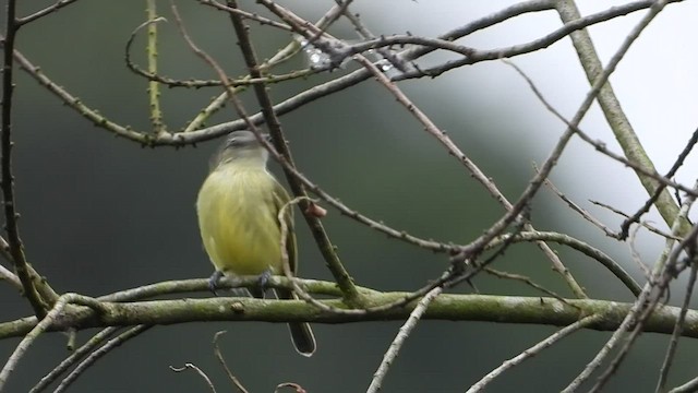 Gray-crowned Flatbill - ML486530471