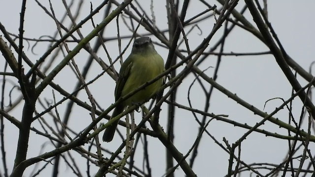Gray-crowned Flatbill - ML486530491