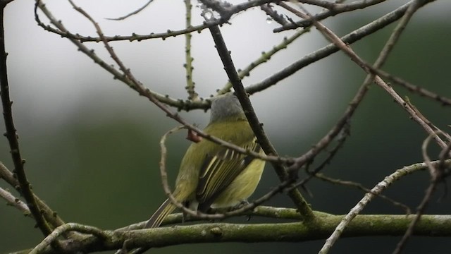 Gray-crowned Flatbill - ML486530631