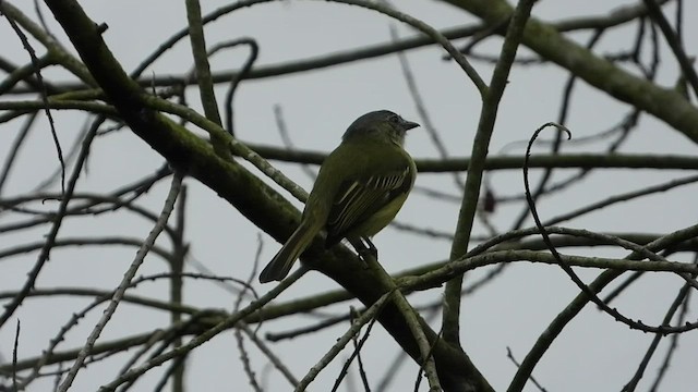 Gray-crowned Flatbill - ML486530681