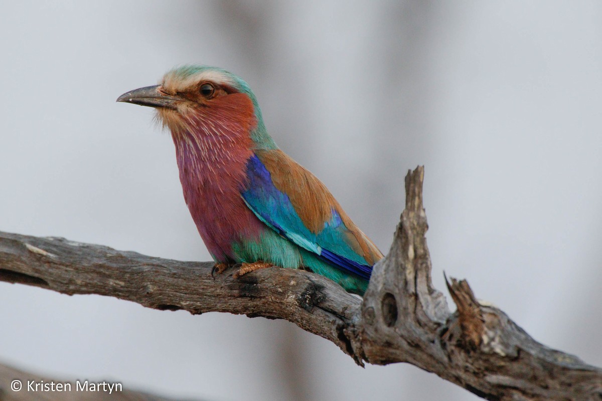 Lilac-breasted Roller (Lilac-breasted) - ML486532321