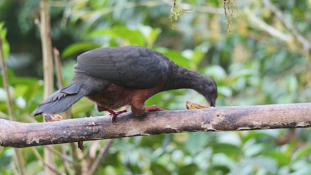 Sickle-winged Guan - ML486532851
