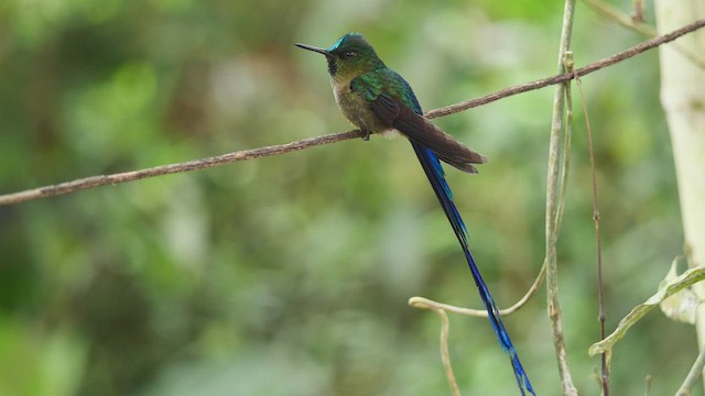 Violet-tailed Sylph - ML486533201