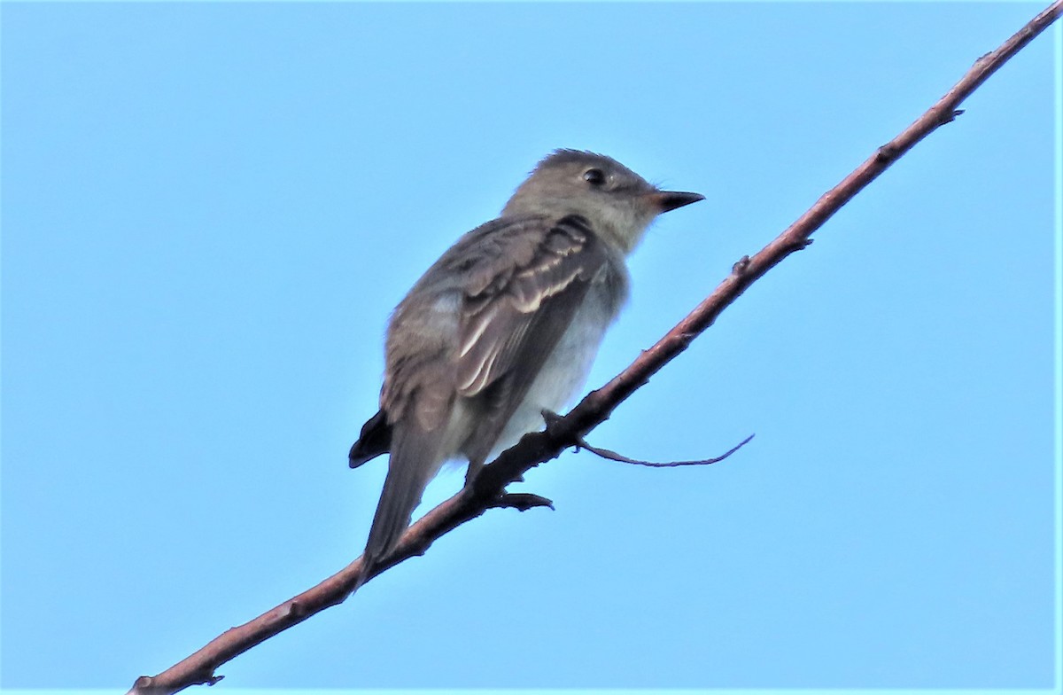 North Carolina Bird Atlas Checklist - 22 Sep 2022 - Prairie Ridge ...