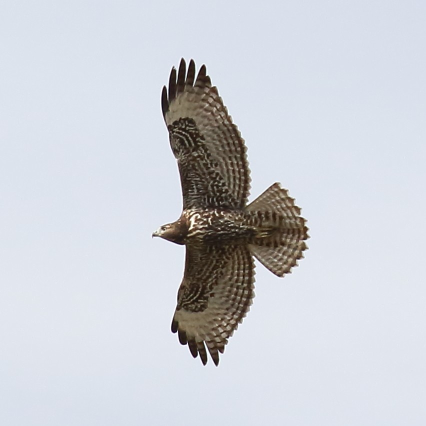 Red-tailed Hawk (Harlan's) - ML486537501