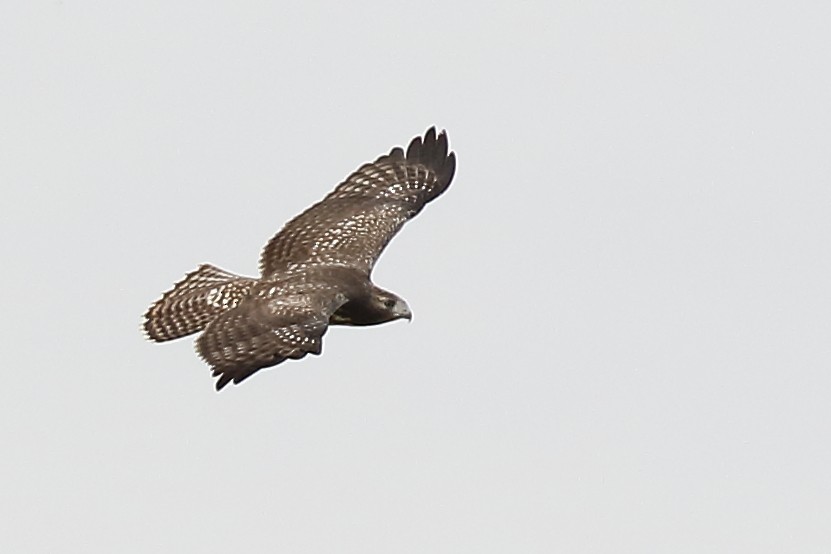 Red-tailed Hawk (Harlan's) - ML486537511