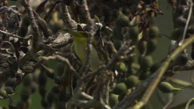 Ashy-bellied White-eye - ML486539