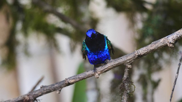 kolibřík hyacintový - ML486539031