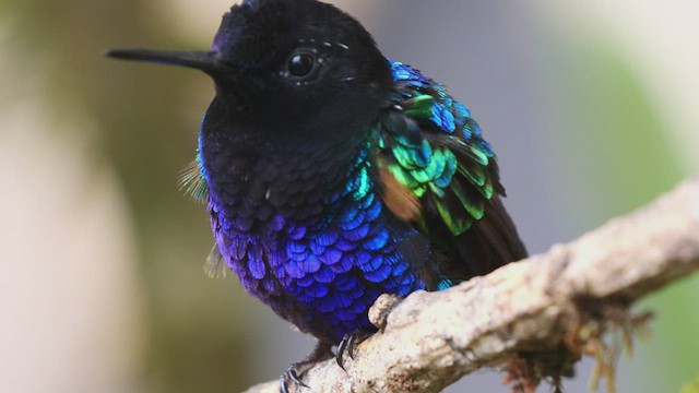 kolibřík hyacintový - ML486539111