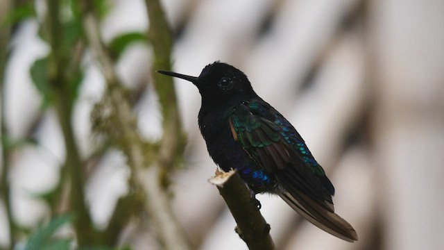 kolibřík hyacintový - ML486539451