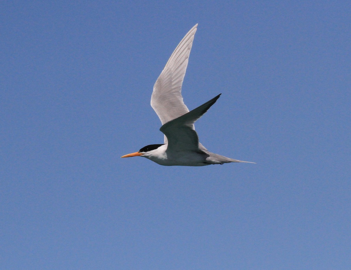 Lesser Crested Tern - ML486540501