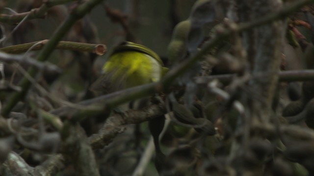 Ashy-bellied White-eye - ML486541