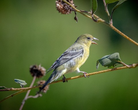 Lesser Goldfinch - James Kendall