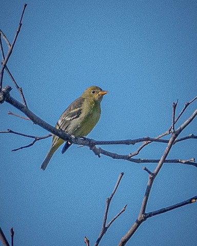 Western Tanager - James Kendall