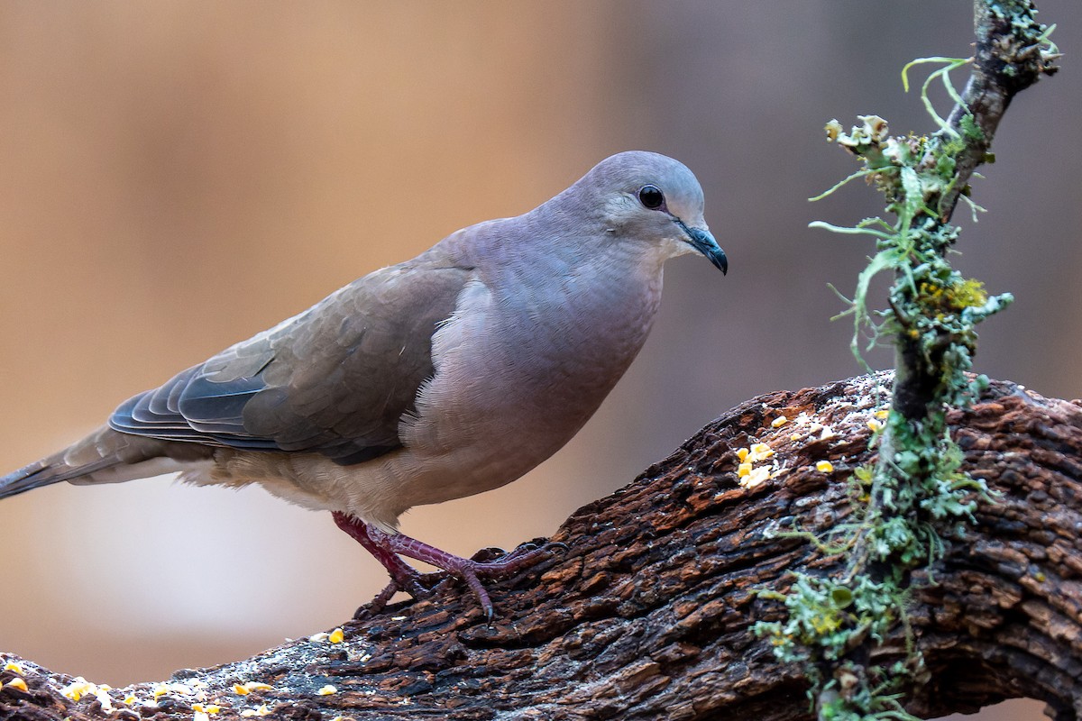Large-tailed Dove - ML486546661