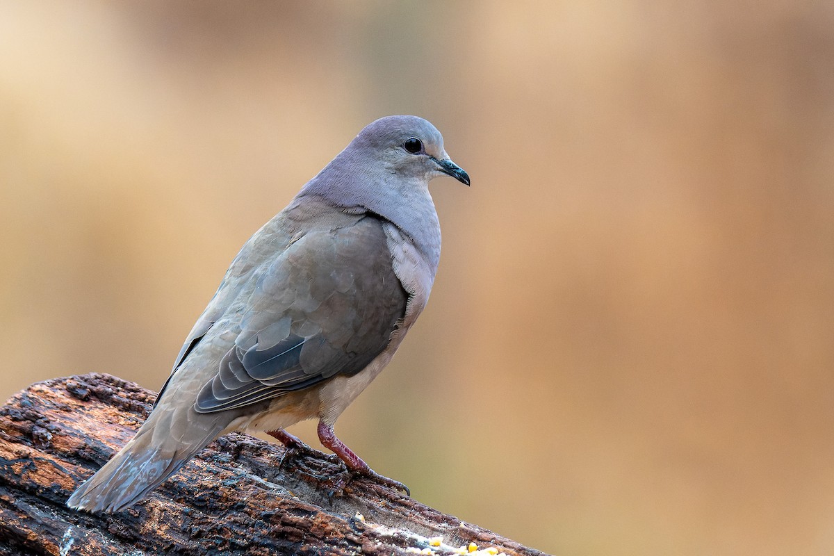 Large-tailed Dove - Pablo Ramos