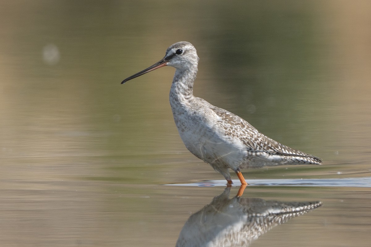 Spotted Redshank - Miguel Rouco