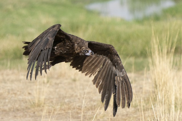 Third Basic Cinereous Vulture. - Cinereous Vulture - 