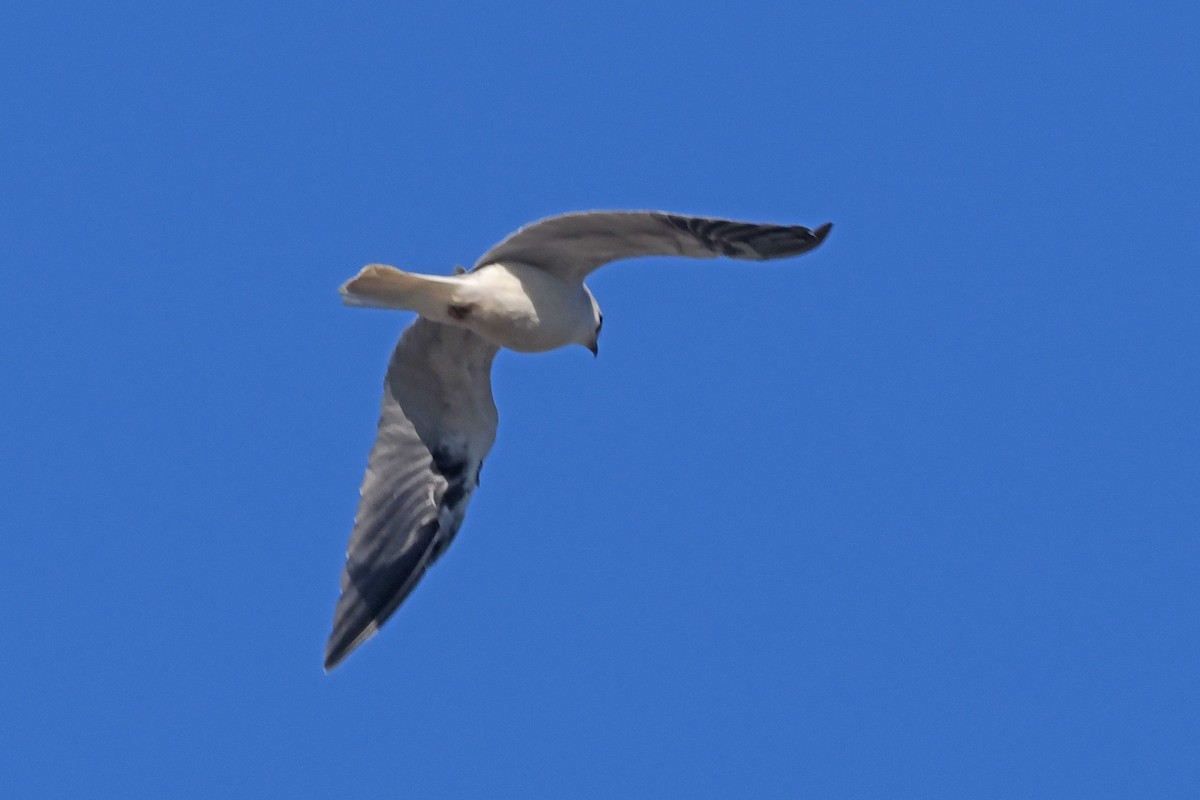 White-tailed Kite - ML486549471