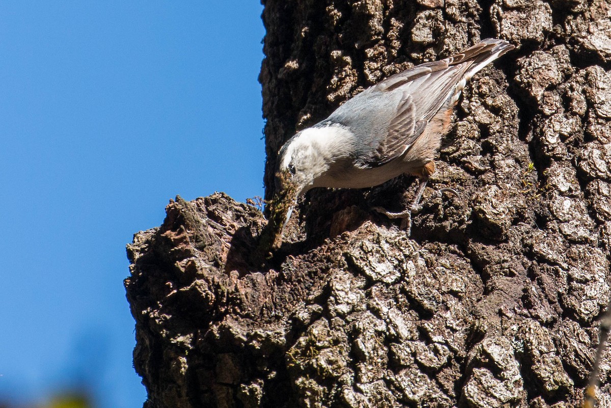 White-breasted Nuthatch - ML48655631