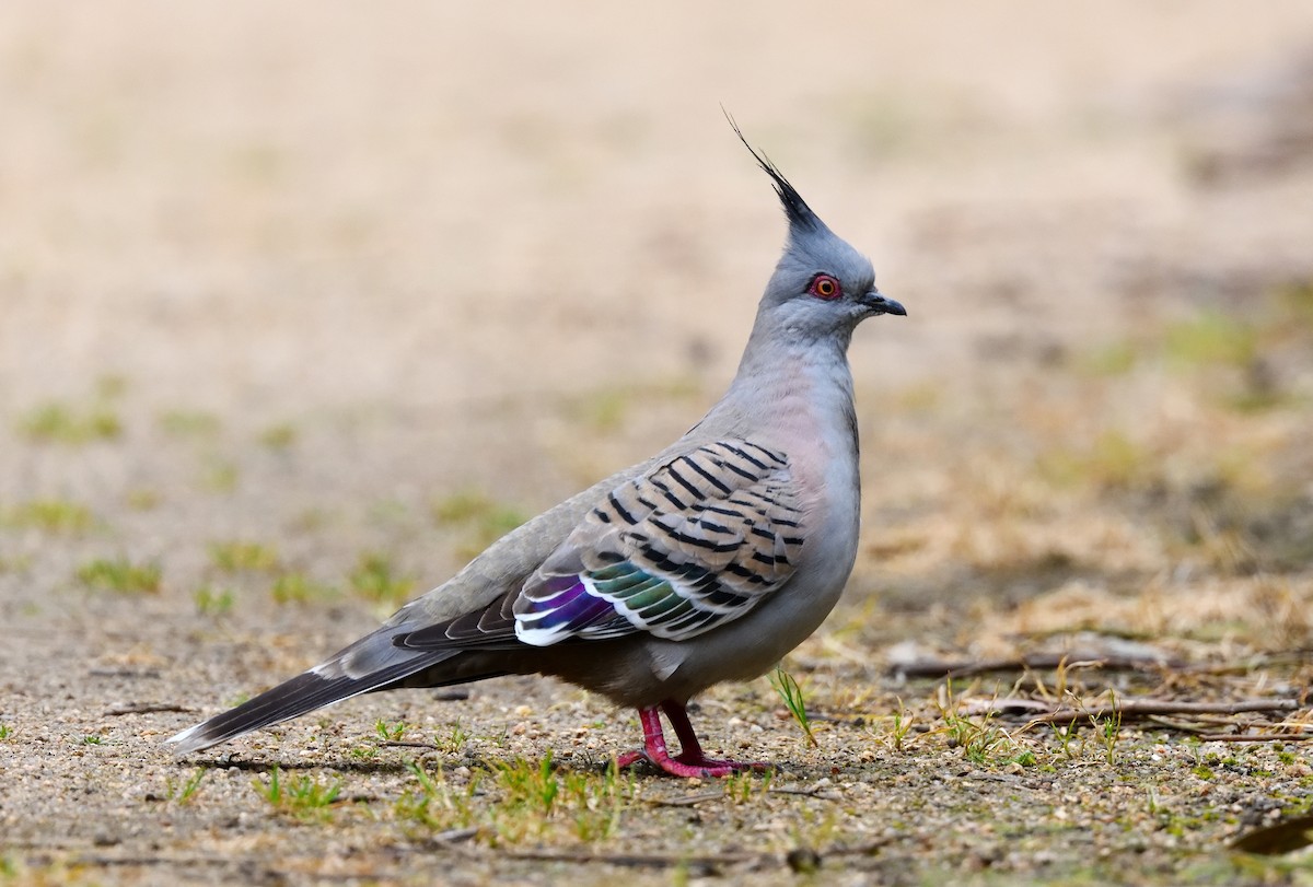 Crested Pigeon - Eric Yeo