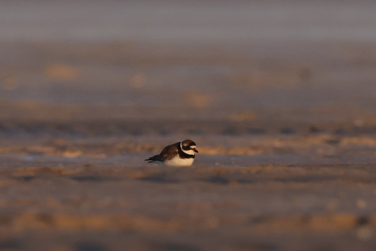 Common Ringed Plover - ML486560981