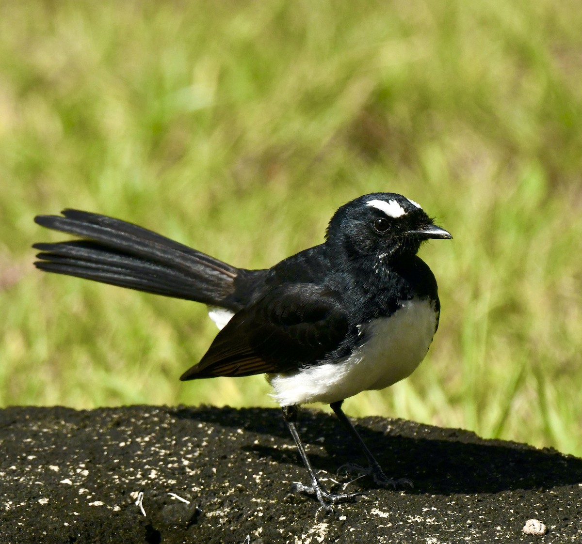 Willie-wagtail - ML486573931