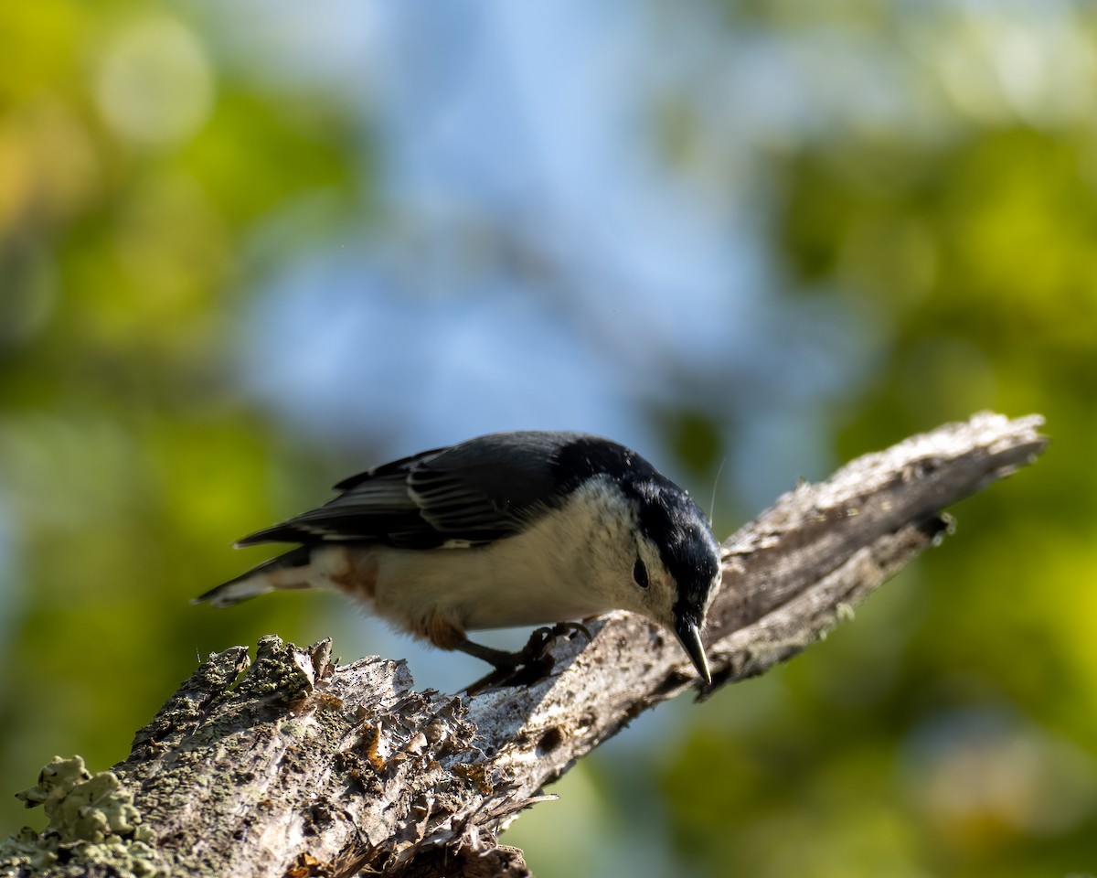 White-breasted Nuthatch - ML486579041