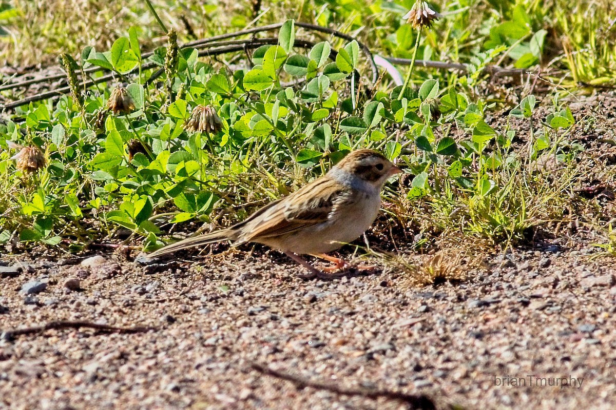 Clay-colored Sparrow - ML486584811