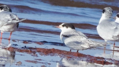Common Tern - Chase Moxley