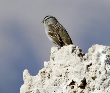 White-crowned Sparrow - ML486591231