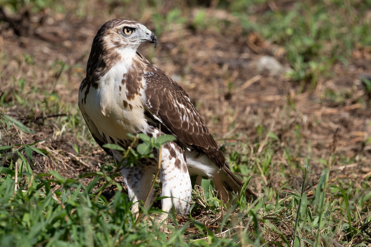 Red-tailed Hawk - ML486591631