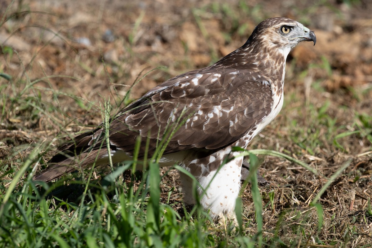 Red-tailed Hawk - ML486591661
