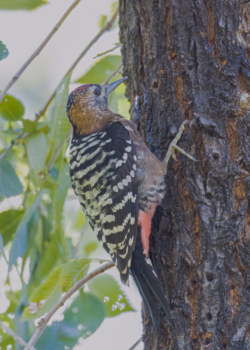 Rufous-bellied Woodpecker - ML486598491