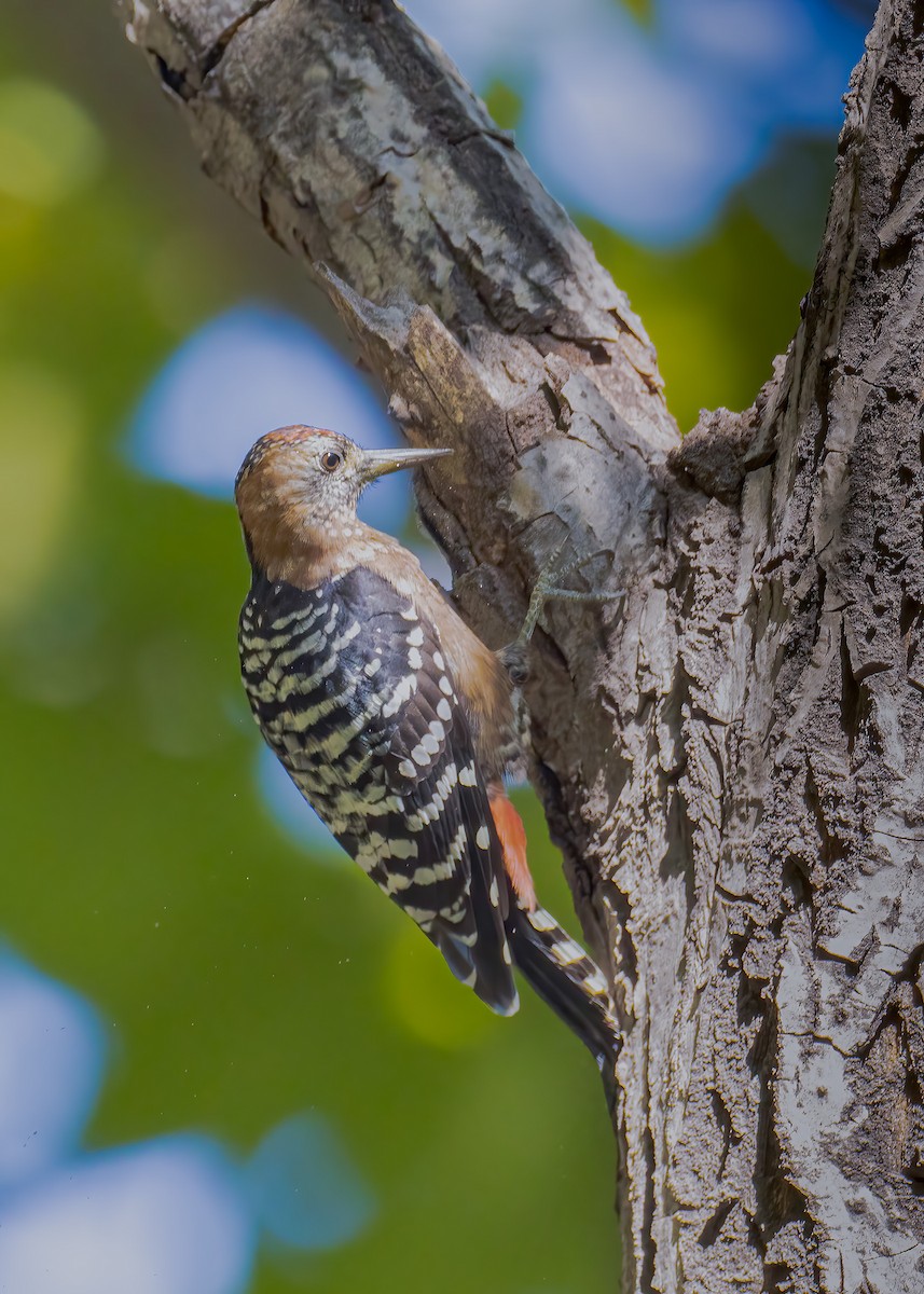 Rufous-bellied Woodpecker - ML486598511
