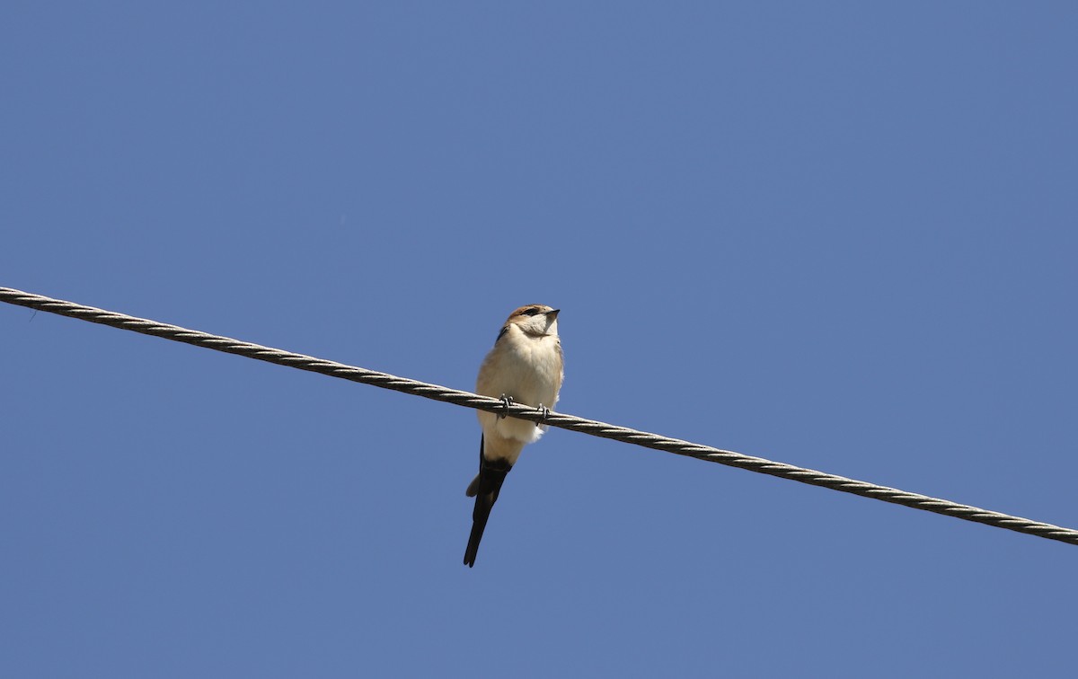 Red-rumped Swallow - ML486601321