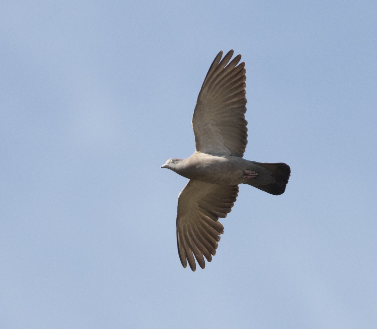 Spot-winged Pigeon - ML486604241