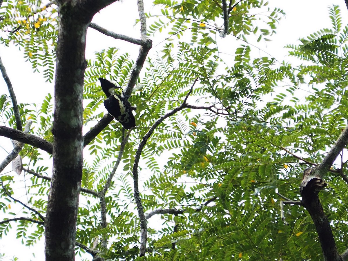 Heart-spotted Woodpecker - Teerawee khambunkerd