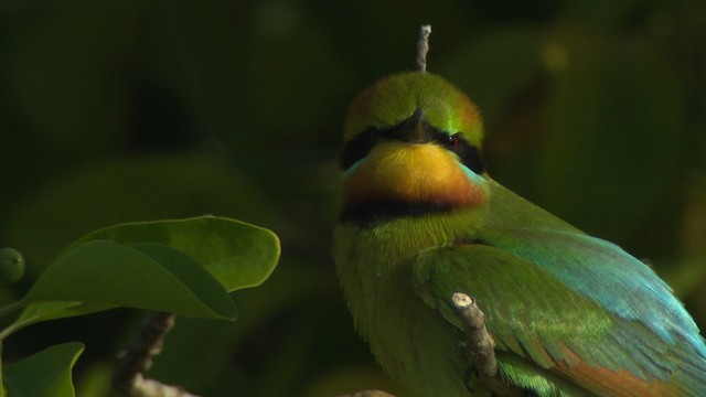 Rainbow Bee-eater - ML486608