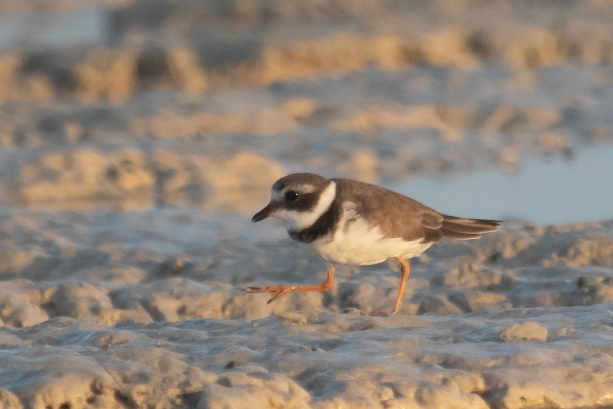 Common Ringed Plover - ML486609881