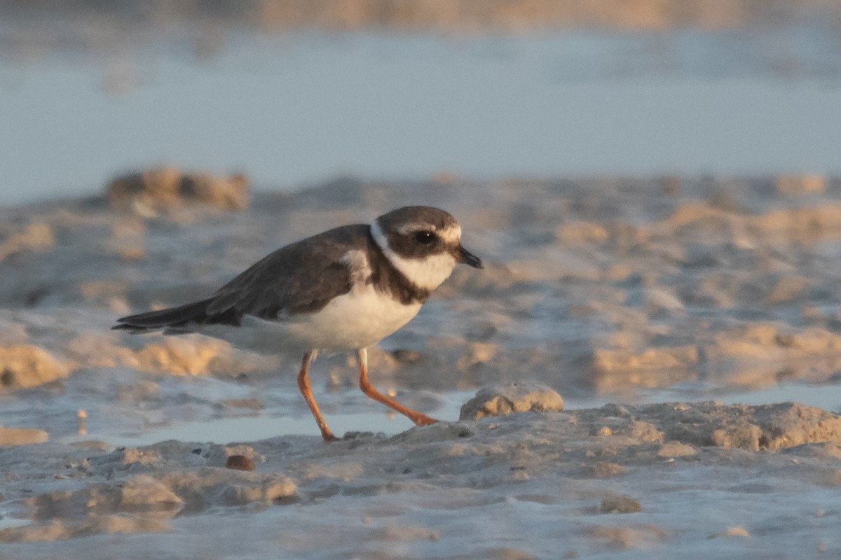 Common Ringed Plover - ML486609891