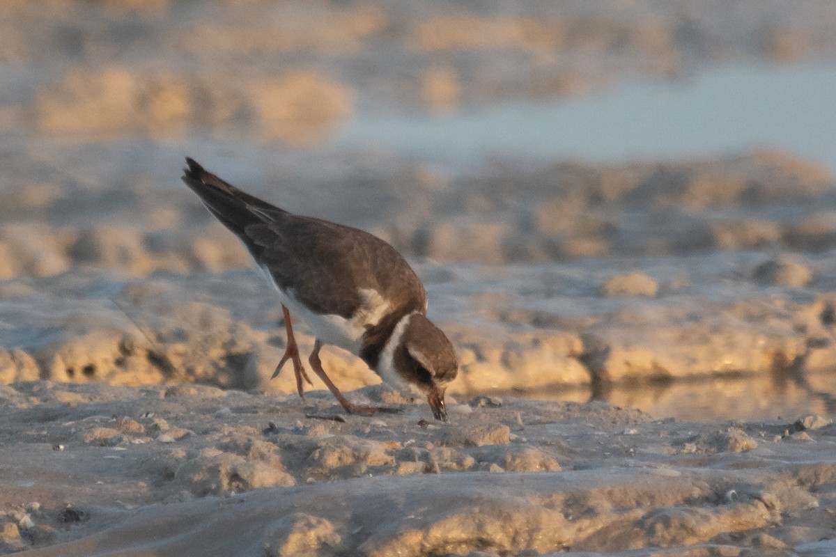 Common Ringed Plover - ML486609901