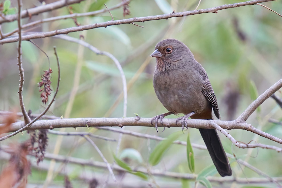 eBird Checklist - 22 Sep 2022 - Lower Arroyo Seco - 12 species (+1 ...