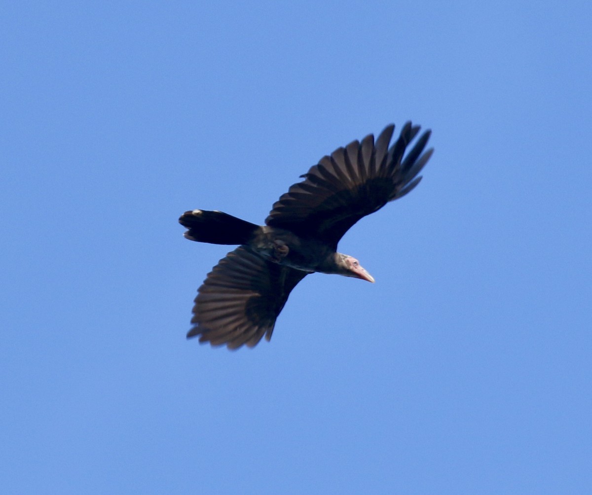 Новогвинейская ворона - ML486613941