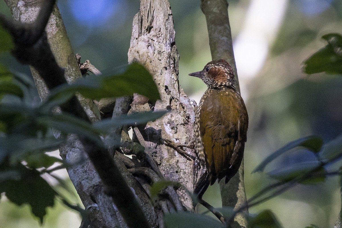 Brown-eared Woodpecker (Carol's) - Niall D Perrins