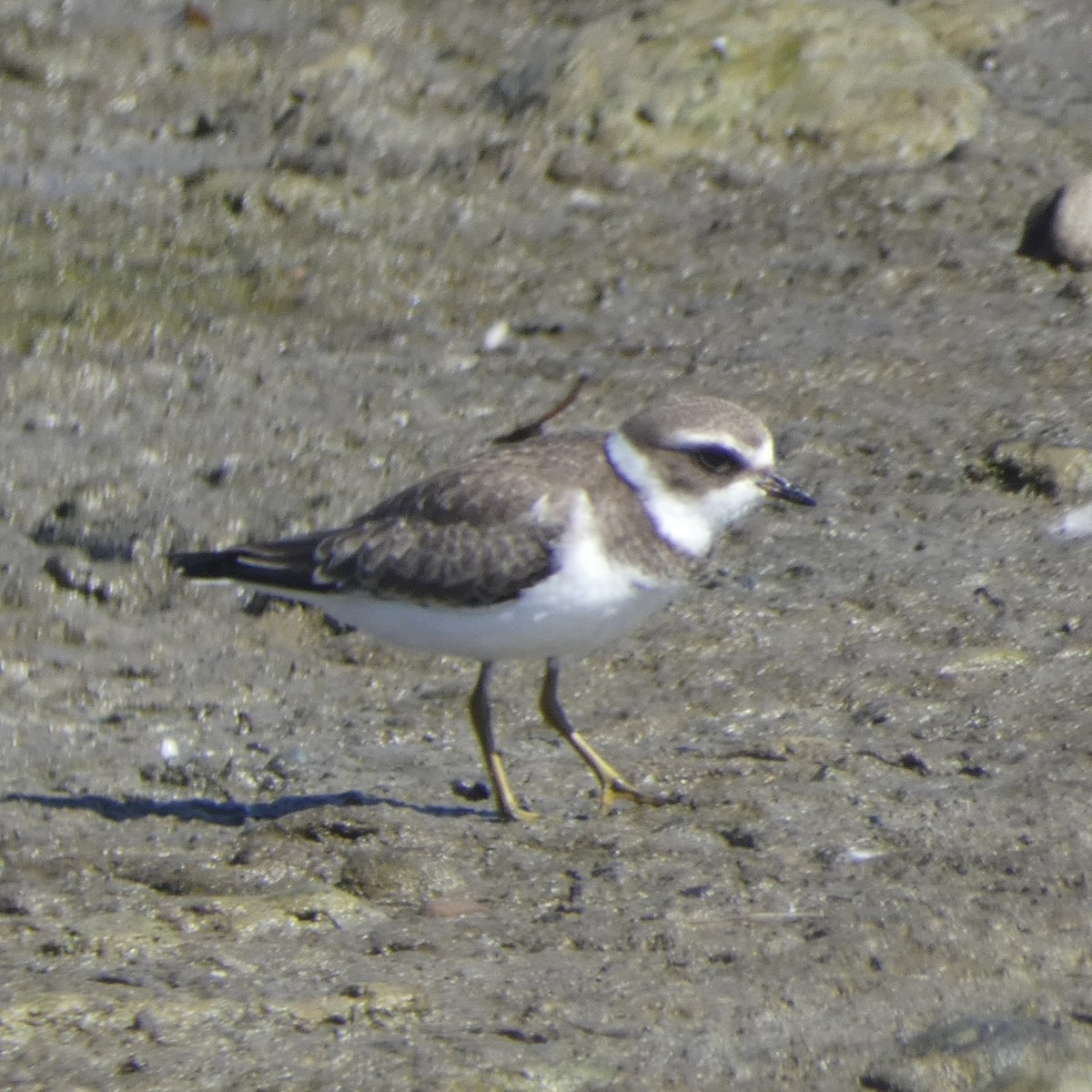 Semipalmated Plover - ML486620871