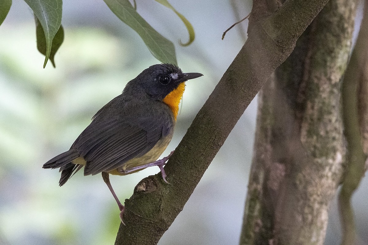 Yellow-breasted Forest Robin - Niall D Perrins